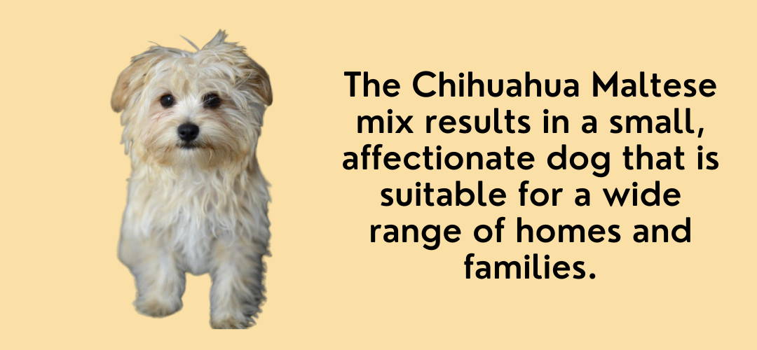 chihuahua mixed with maltese