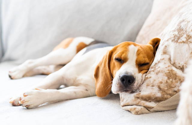 Skin + Coat Omega Soft Chews by Wag Source