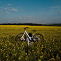 Electric bike in flower field