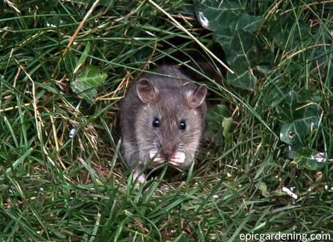 rodent_problem_in_the_garden