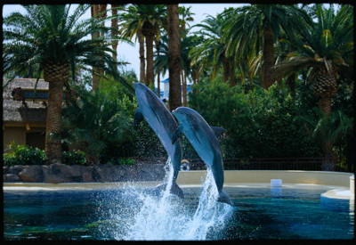 Siegfried  Roys Garden  Dolphin Habitat Uploaded on 2022-01-15