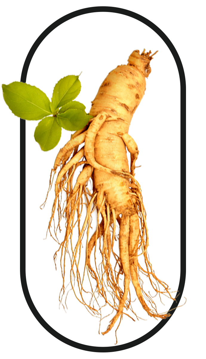 Panax Ginseng, a key ingredient in the best tongkat ali singapore