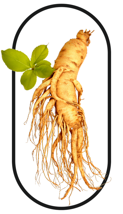 Panax Ginseng, a key ingredient in the best tongkat ali singapore