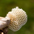 raw_honey_comb_in_beekeepers_hand raw_honey_comb_in_beekeepers_hand
