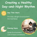 Creating a Healthy Day-and-Night Rhythm | My Organic Company