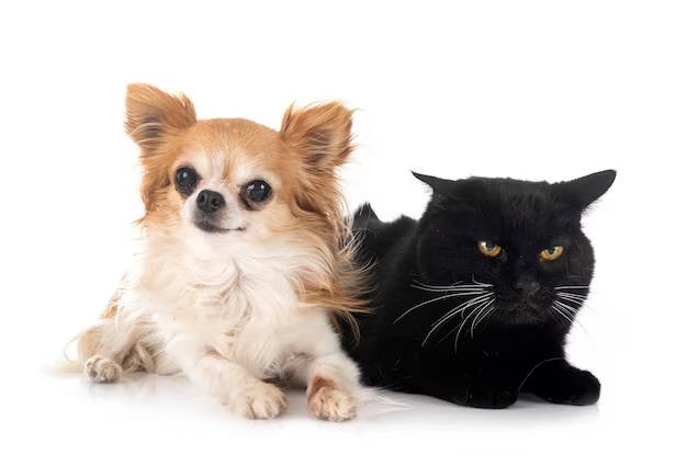 chihuahua and cats 