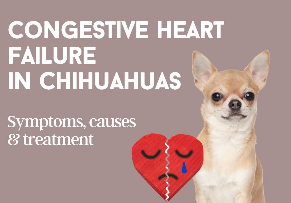 congestive heart failure in chihuahuas