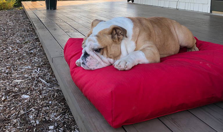 s small dog lying on a rectangle nesting dog bed outside