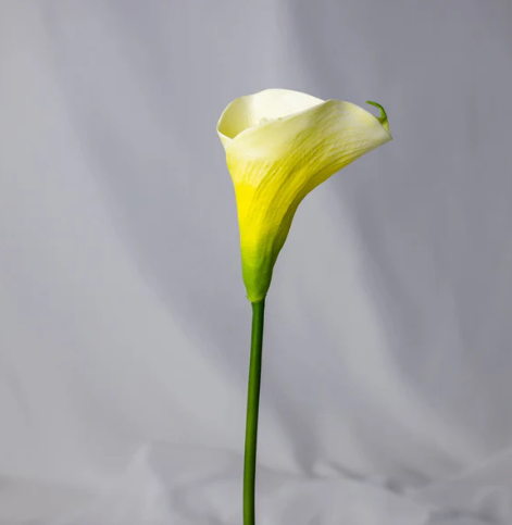 Light Yellow Mini Calla Lily - Realistic Artificial Flowers - Image 3