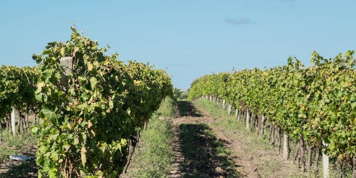 View inside vineyard situated in Bourgogne.