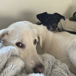 Pet-sitting for our honeymoon