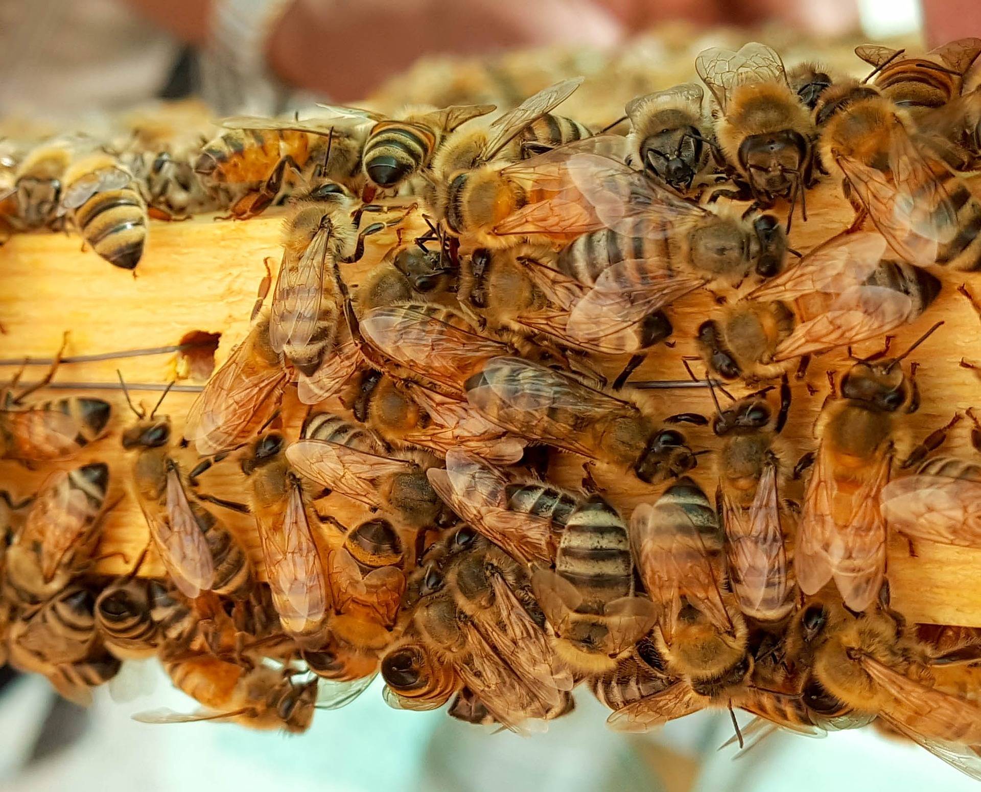 Bienen an Rähmchen