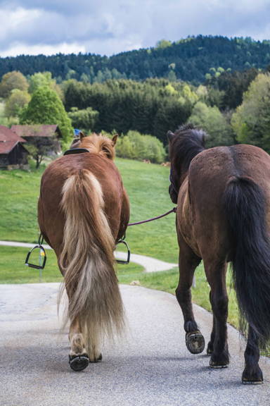 Klebebeschlag bei Isländern, Klebebeschlag, Kunstsoff Hufeisen, Hufschutz Kleben, Huf Schuhe, Hufeisen Pferd, Hufschuhe Kleben, Offenstall