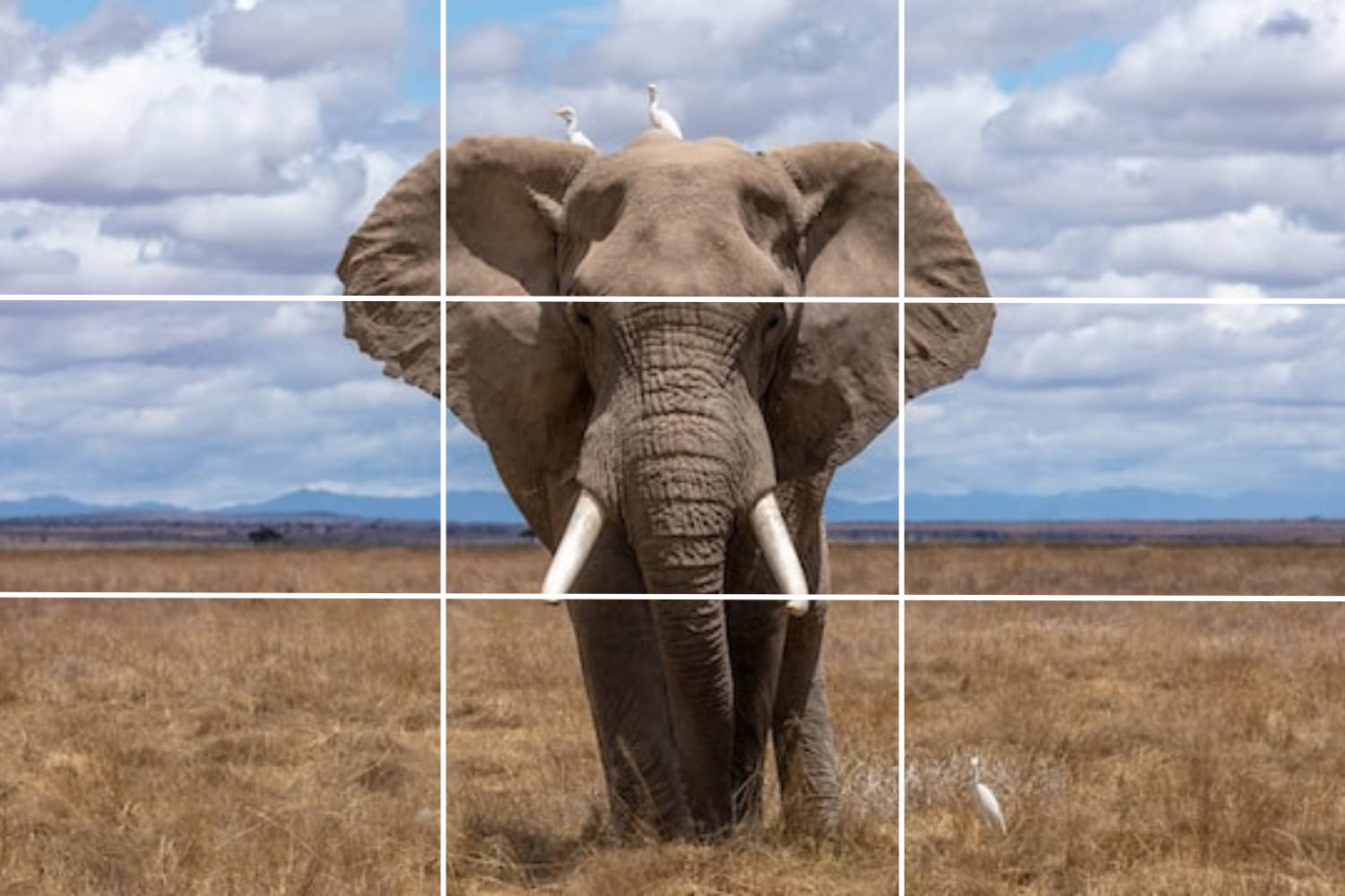 Elefante nella savanna  inquadrato al centro della foto - composizione fotografica