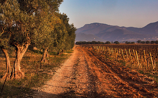 Supplier of the Month : La Pèira en Damaisèla