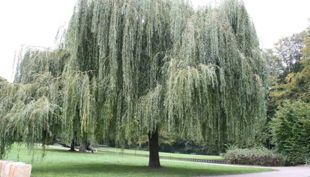 geocaching im kölner stadtwald schöner baum