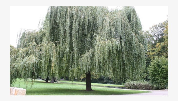 geocaching im kölner stadtwald schöner baum