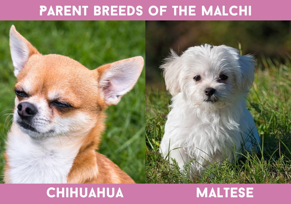 maltese mixed with chihuahua