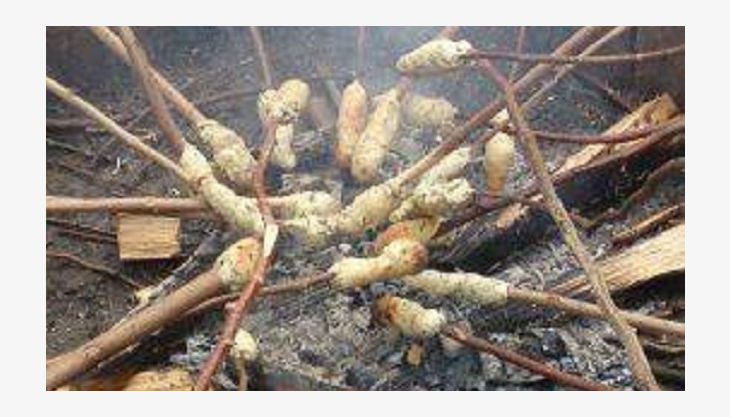 hofgut graue presse stock grillen vg