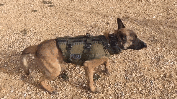 No Pull Military Tactical Dog Harness