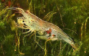 Amano Shrimp