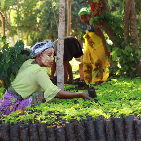 ROOM IN A BOX - BAUMPFLANZPARTNER EDEN REFORESTATION PROJECTS