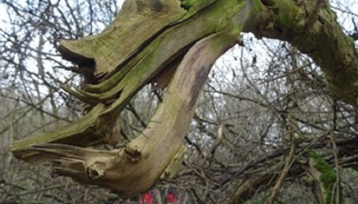 auwaldstation bumfratze