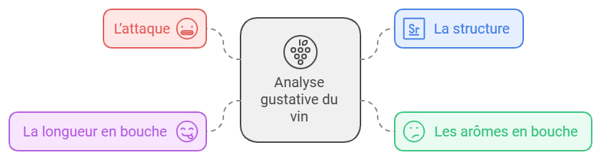 Infographie analyse gustative du vin : attaque, structure, longueur en bouche