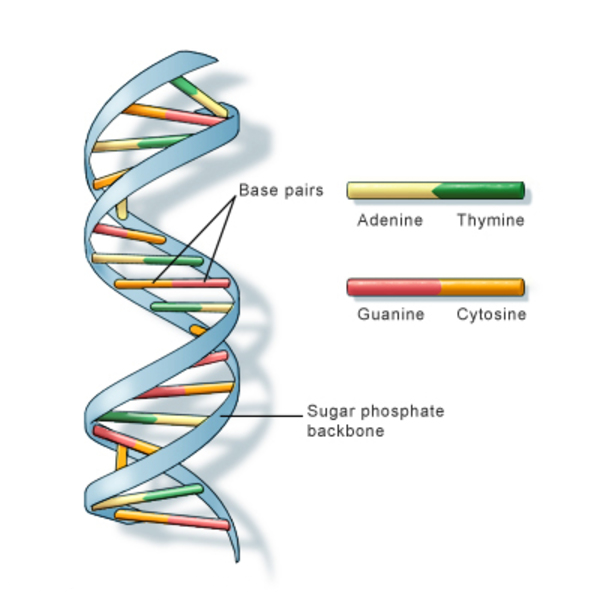 dna