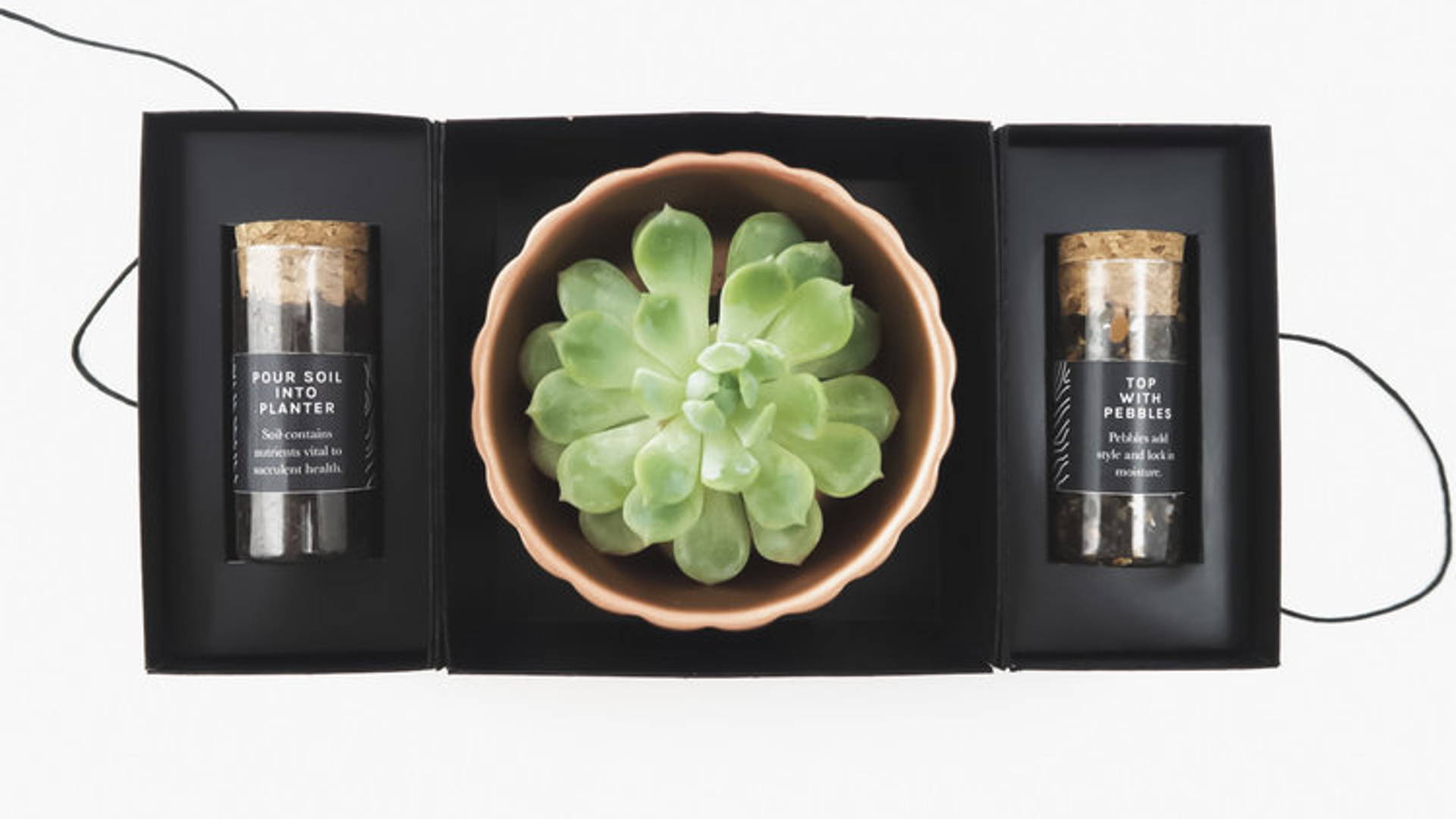 Featured image for Check Out This Adorable Succulent Planting Kit