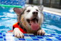 alt="Dog with arthritis doing water exercise therapy in a pool."