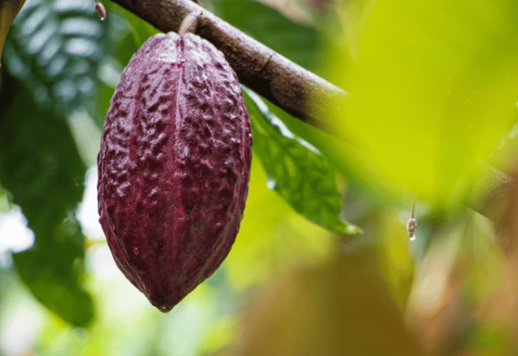 カカオ豆産地