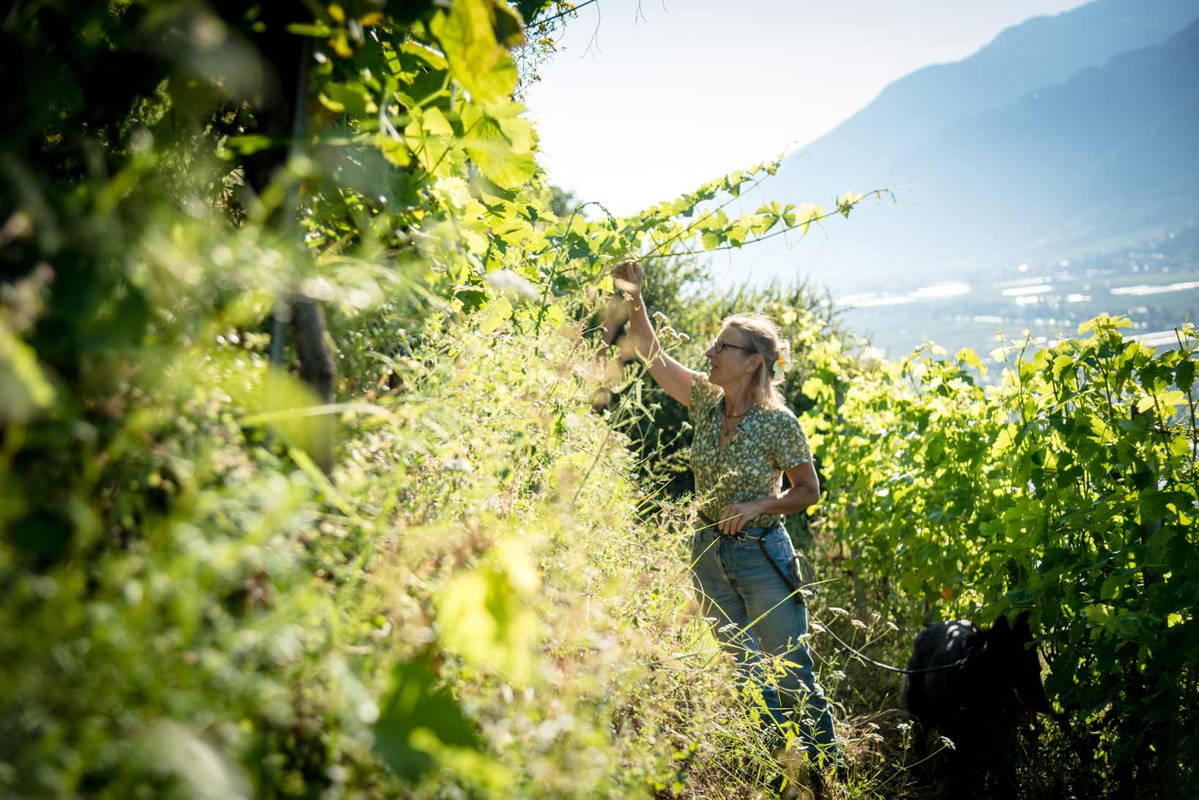 Vignes valaisannes Marque Valais vs Bio