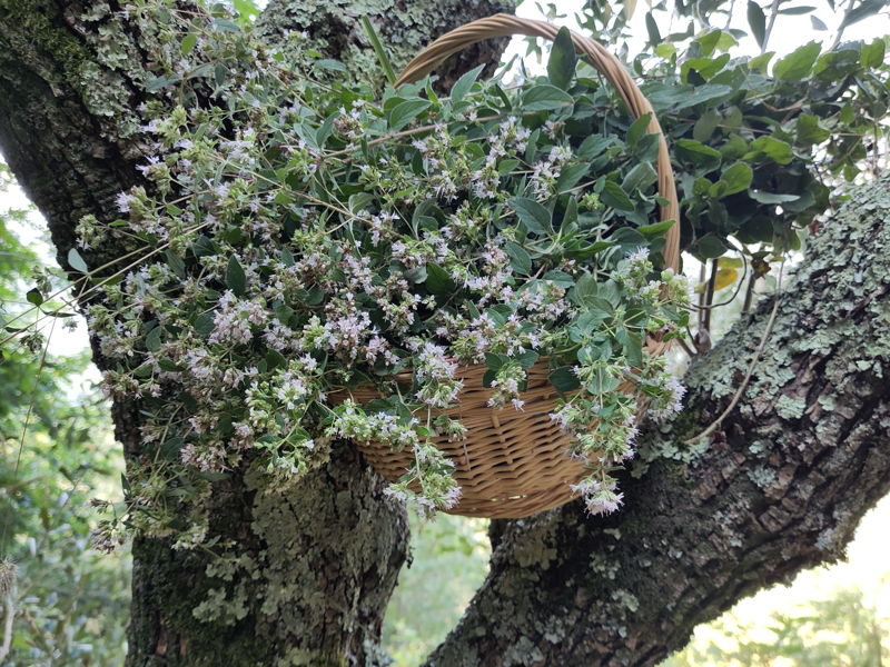 Food & Wine Tours Lucca: Foraging and botanical cuisine