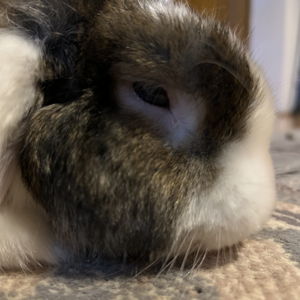 Vet Specialist Treatments for Our Diseased Rabbit