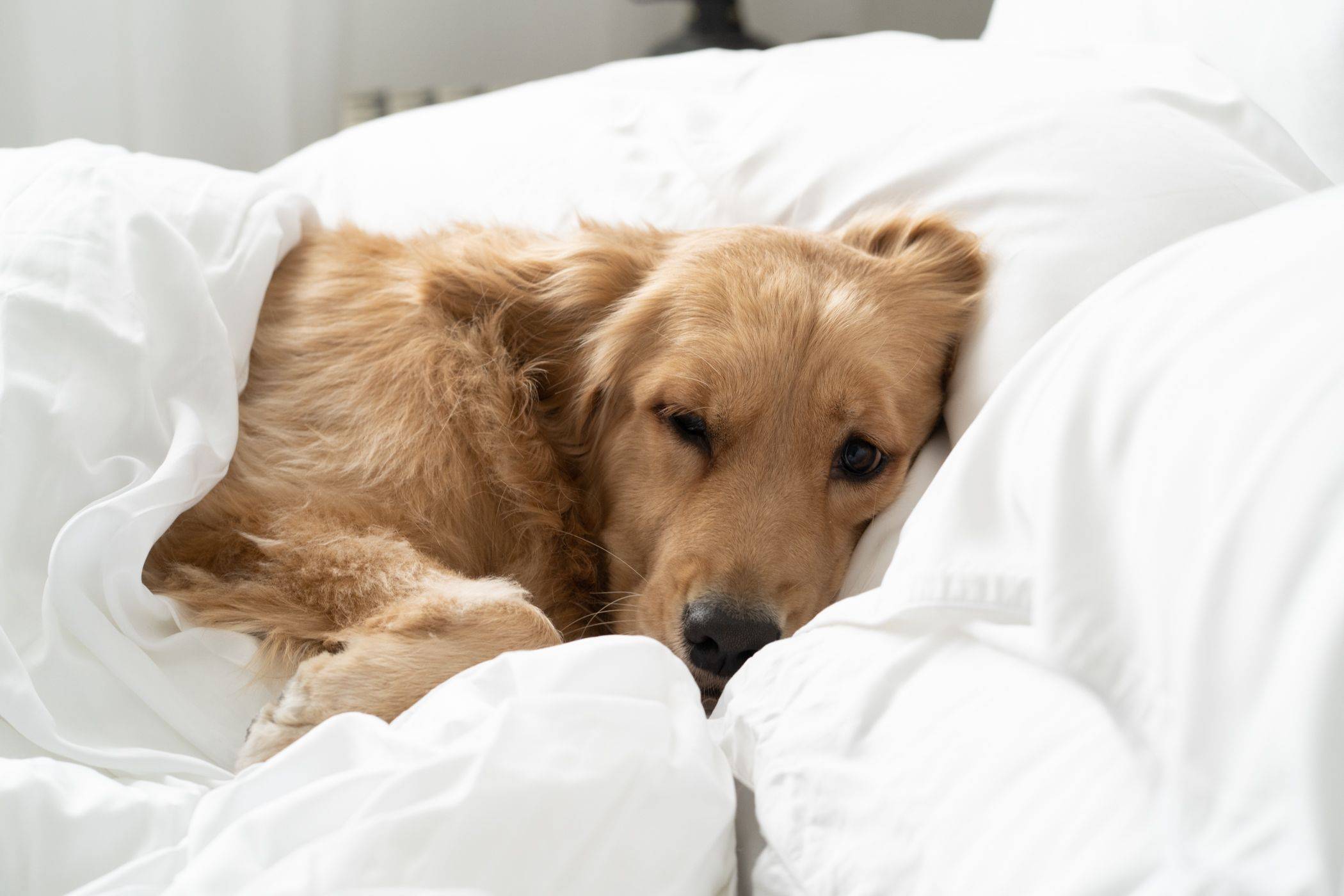 Dog laying on bed, under a blanket featuring Weavve's white tencel lyocell bed sheet set