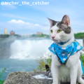 Archer Travel Cat Instagram Page