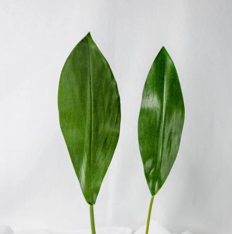 Calla Leaf ( 6 Pack ) - Realistic Artificial Flowers - Image 4