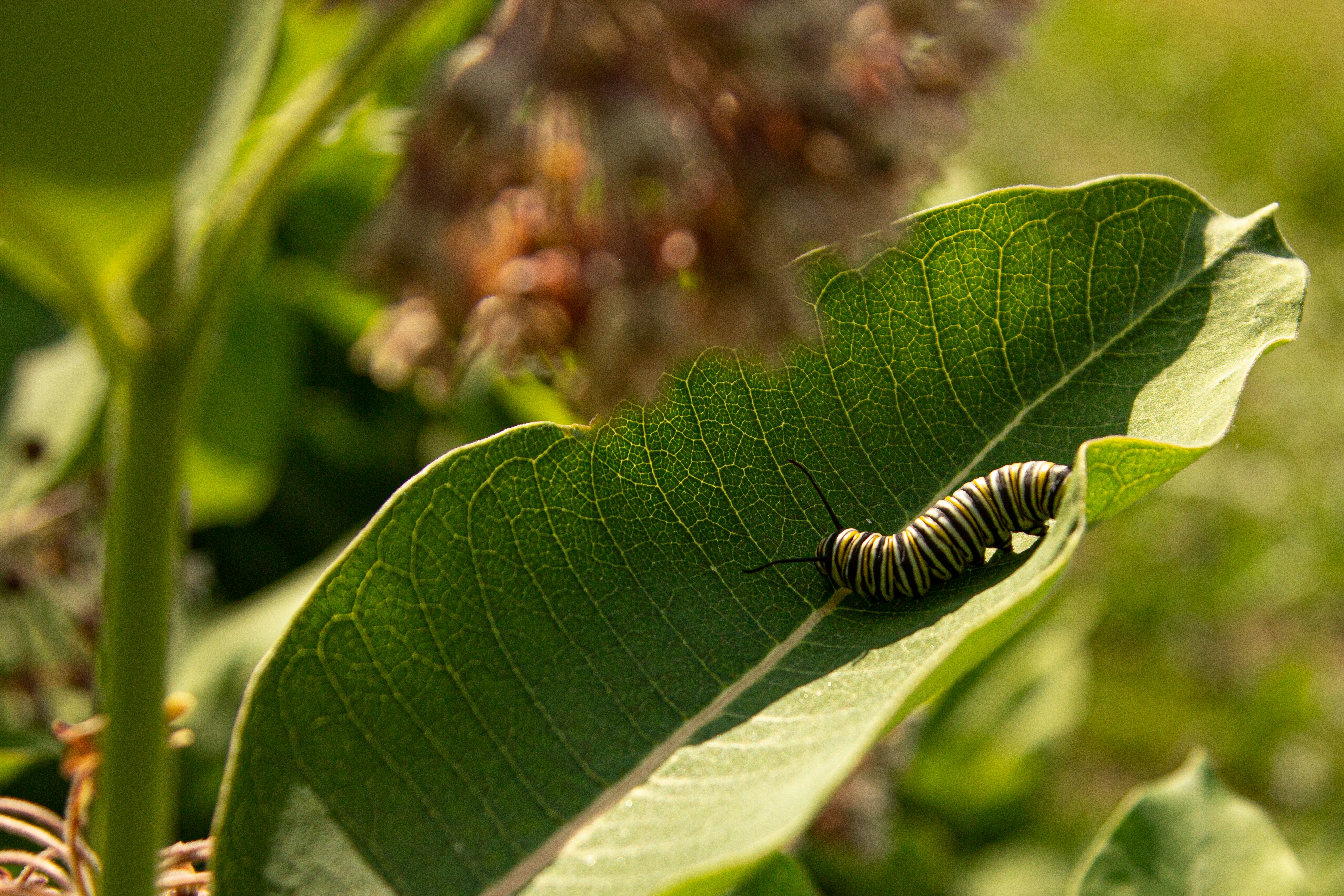 A monarch caterpillar on a milkweed leaf