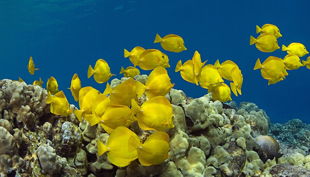 aquazoo düsseldorf gelbe fische