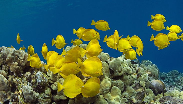 aquazoo düsseldorf gelbe fische