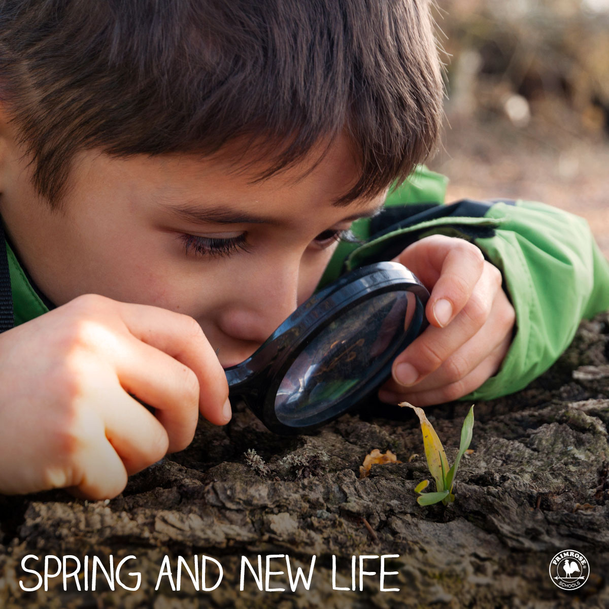Young Primrose student looks at a leaf sprouting from the ground through a magnifying glass