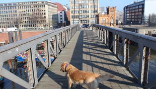 hafenrallye hund auf brücke