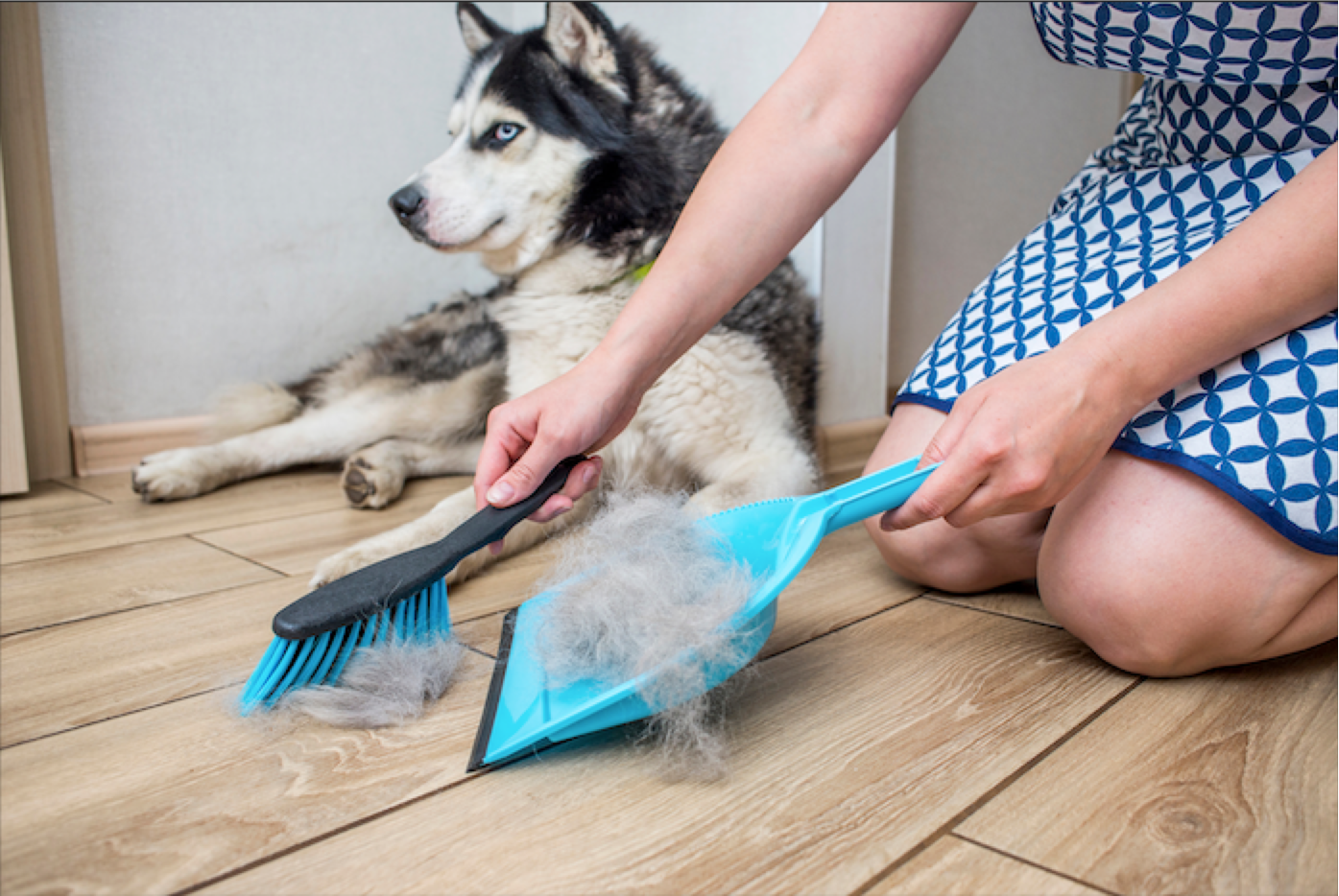 How to reduce shedding in pets 