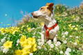 Dog standing in a flower field