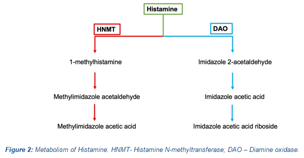 Metabolism of histamine
