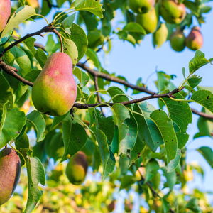 Pear Tree for our Front Yard