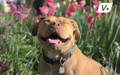 Pitbull dog smiling outside