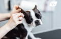 Boston Terrier getting his ears treated for ear mites in dogs