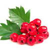 Chinese Hawthorne Berry Extract 